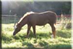 00-10-foal