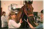 00 5 veterinarian